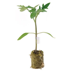 Nasiona EQUIFORT podkładka pomidora 500 sztuk